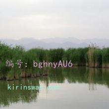 ̬